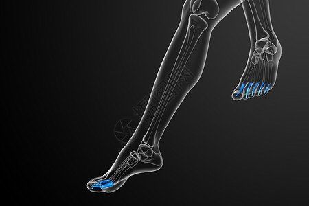 人类脚3d 表示医疗插图脚趾指骨跗骨生理骨头跖骨骨骼背景
