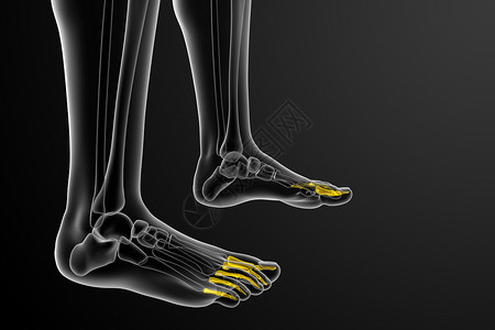 3d 表示医疗插图指骨骨骼脚趾跖骨生理骨头跗骨背景图片
