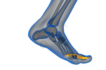 3d 表示医疗插图骨骼生理骨头跖骨脚趾指骨跗骨背景图片