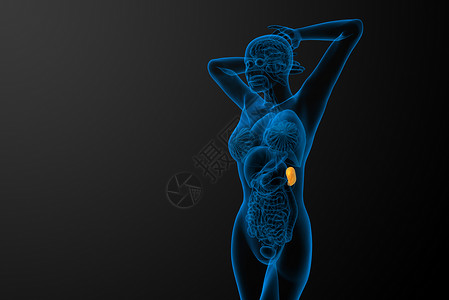 3d 提供脾脏的医学插图器官生物学病人解剖学药品医疗x光诊断背景
