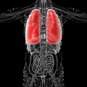 人体肺3D医学插图身体器官解剖学生物学支气管胸部背景图片