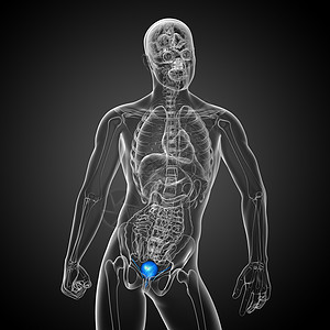 3d 提供膀胱的医疗说明生物学躯干器官冒号解剖学黑色输尿管尿酸背景