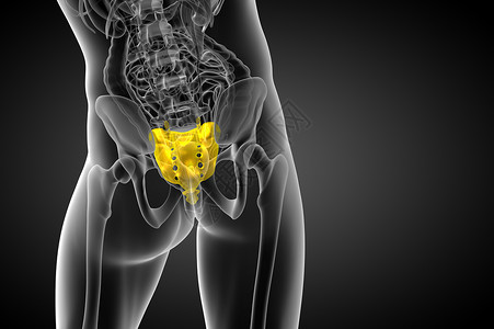 3d为血原骨的医学插图卫生椎间医疗保健骨骼椎骨柱子解剖学尾骨脊柱背景图片