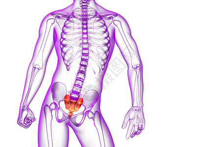 3d为血原骨的医学插图卫生保健尾骨骨干骨骼脊柱椎间解剖学柱子医疗背景图片