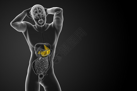 解剖图3d为胃部的医学插图医疗器官解剖学腹部背景