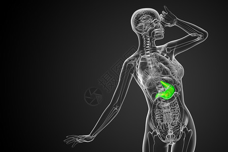 3d为胃部的医学插图解剖学器官腹部医疗背景图片