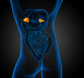 3d 提供脾脏的医学插图解剖学医疗病人药品健康诊断器官x光生物学背景