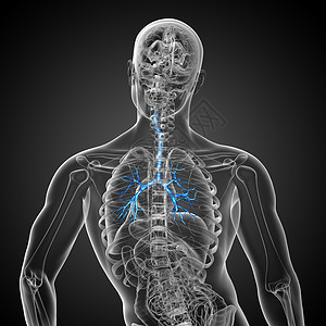 3D医学插图 说明男性小菜花器官身体支气管健康裂片科学紫色气管医疗生理背景图片