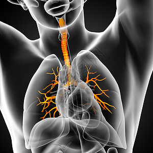 3D医学插图 说明男性小菜花器官紫色健康气管生理科学身体医疗支气管裂片背景图片