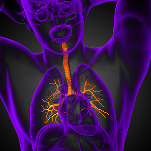 3D医学插图 说明男性小菜花器官生理健康身体紫色医疗裂片科学支气管气管背景图片