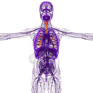 3D医学插图 说明男性小菜花器官医疗紫色身体裂片气管生理支气管科学健康背景图片