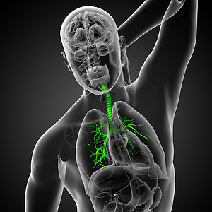 3D医学插图 说明男性小菜花器官紫色科学身体气管生理支气管裂片健康医疗背景图片