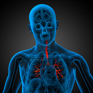 3D医学插图 说明男性小菜花器官生理身体支气管医疗气管科学健康紫色裂片背景图片