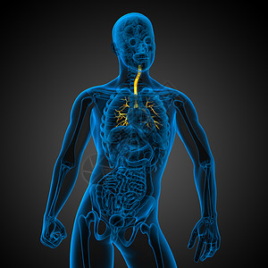 3D医学插图 说明男性小菜花器官健康紫色身体医疗科学气管裂片支气管生理背景图片