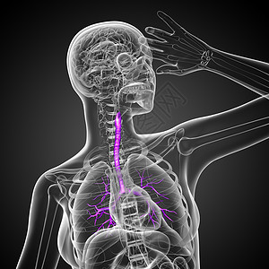 3D医学插图 说明男性小菜花器官紫色支气管身体气管健康医疗科学裂片生理背景图片