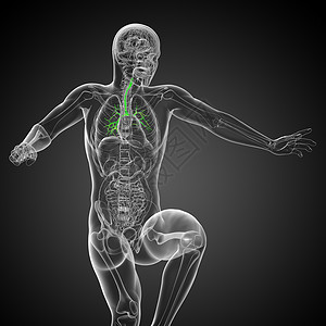 3D医学插图 说明男性小菜花器官生理支气管健康裂片气管身体科学紫色医疗背景图片