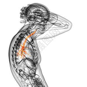3D医学插图 说明男性小菜花器官健康科学生理身体气管紫色裂片医疗支气管背景图片