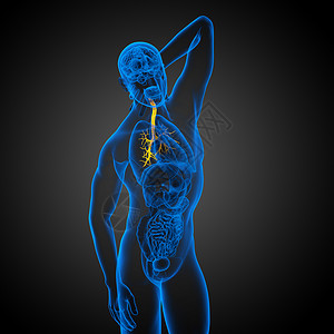 3D医学插图 说明男性小菜花器官支气管身体紫色裂片医疗生理科学健康气管背景图片