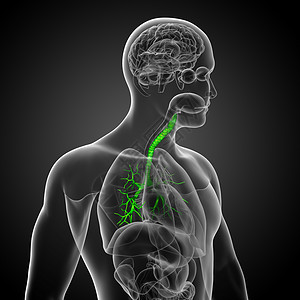 3D医学插图 说明男性小菜花器官健康医疗生理紫色裂片科学身体支气管气管背景图片