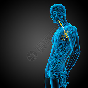 3D医学插图 说明男性小菜花器官健康生理裂片科学支气管医疗紫色气管身体背景图片