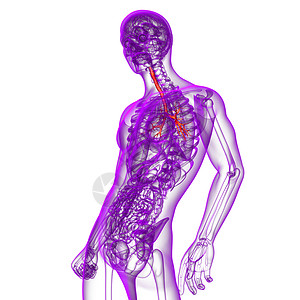 3D医学插图 说明男性小菜花器官健康气管身体医疗生理支气管科学紫色裂片背景图片