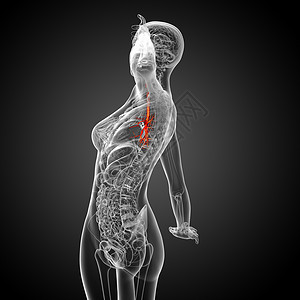 3D医学插图 说明男性小菜花器官科学紫色支气管身体气管裂片生理医疗健康背景图片