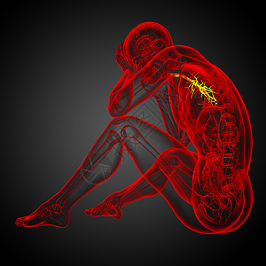 3D医学插图 说明男性小菜花器官身体健康支气管气管医疗紫色裂片生理科学背景图片