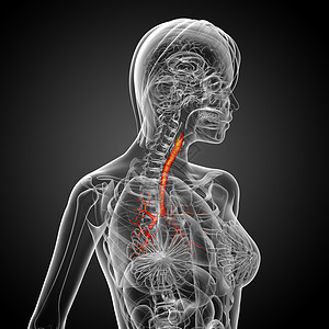 3D医学插图 说明男性小菜花器官生理裂片支气管气管紫色科学身体健康医疗背景图片