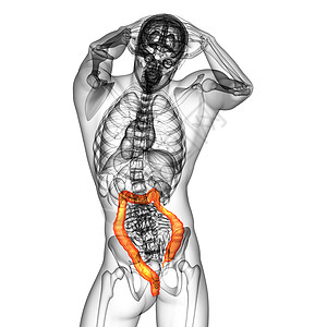 腹部器官人类消化系统 大肠疼痛胰腺医疗解剖学冒号胆囊器官膀胱背景
