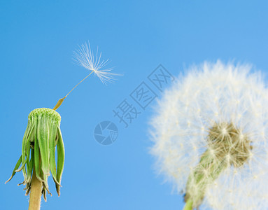 蓝色风素材带种子的荒地象征空气生命周期场景风景生长自由天空损失杂草背景