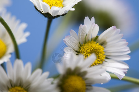 Daisy 花朵 春春春明亮的生动主题花园灯泡绿色白色植物植物群杯子背景图片