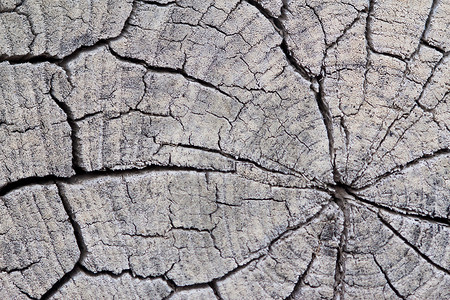 剪树的抽象纹理植物树桩年度宏观木头背景图片