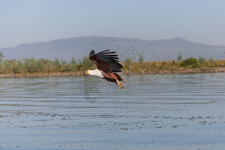鹰飞过水面攻击钓鱼航班风筝少年淡水荒野捕食者自由动物背景图片