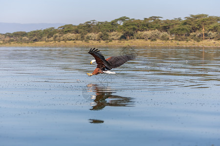 鹰飞过水面动物航班野生动物梧桐树钓鱼攻击淡水风筝自由猎人背景图片