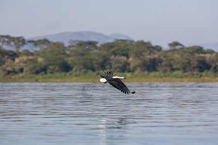 鹰飞过水面攻击梧桐树猎人捕食者风筝钓鱼淡水少年自由航班背景图片