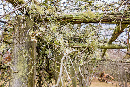 山葡萄园的老葡萄 种植苔稼生长苔藓绒毛背景图片