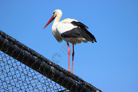 白色鸟Stork (西锥体)背景