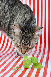 灰色条纹猫小猫和小猫咪树叶芳香条纹药品哺乳动物鼻子宠物薄荷眼睛草本背景