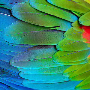 鹦鹉的颜色绿翼马aw羽毛热带野生动物翅膀蓝色绿翅红色鹦鹉活力绿色背景