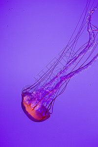 水母鱼器官运动猎物全世界触手海洋海蜇水蚤高清图片