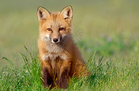 好奇狐盒红色狐狸高清图片