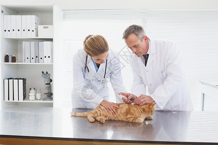 检查一只橙色猫的卵巢医疗工作女性男人工作服宠物实验从业者医生家畜背景图片