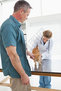 店主用手摸猫做兽医检查背景图片