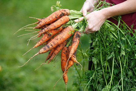 胡萝卜收获绿色蔬菜农民萝卜橙子生产采摘土壤农场植物高清图片