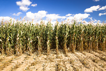 种植玉米娱乐小麦稻田季节国家生长稻草全景收成阳光人们高清图片素材