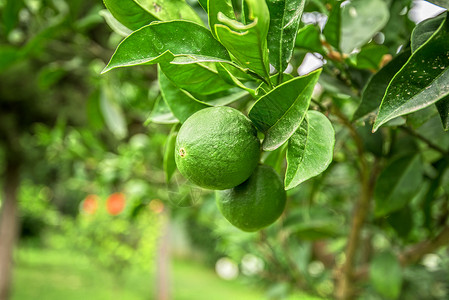 利梅树植物青柠饮食农业种植园果汁农场热带果园钥匙高清图片