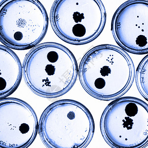 培里迪塞斯的细菌在成长生物学微生物玻璃平板琼脂化学生物盘子生长细胞细节高清图片素材