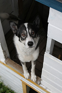 阿拉斯加哈斯基眼睛鼻子灰色蓝色黑色猎犬黄色爪子耳朵白色背景图片