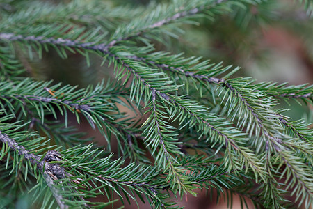 常绿冷杉Spruce 树特写传统晚会新年装饰背景植物群植物问候节日松树背景