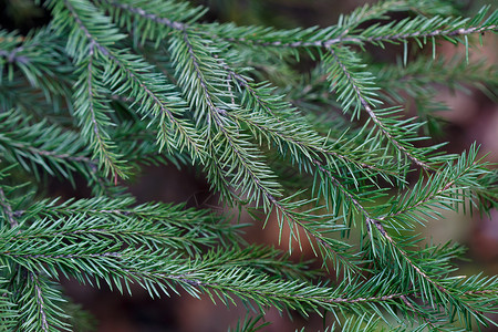 Spruce 树特写松树传统植物贺卡假期森林背景植物群节日新年背景图片